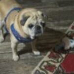 Profile picture of petalsinatwist